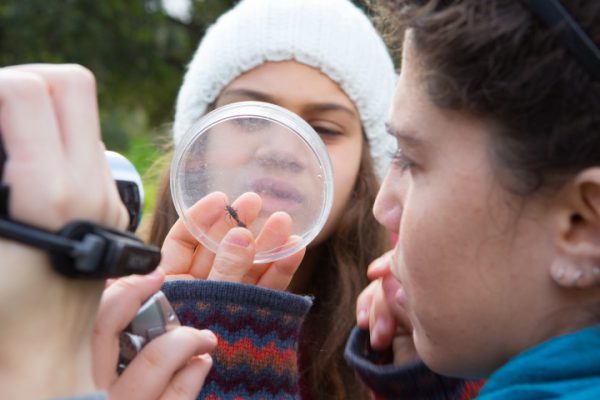 מדע אזרחי ושמירת טבע | צעד ירוק: התנסות משמעותית בעשיה סביבתית (בתמונה: ילדים מחזיקים חרק בטבע)